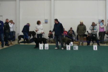 máme aj CACIB - MVP Trenčín, január 2012